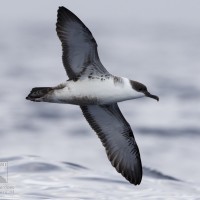 Great Shearwater